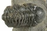 Detailed Austerops Trilobite - Ofaten, Morocco #323592-2